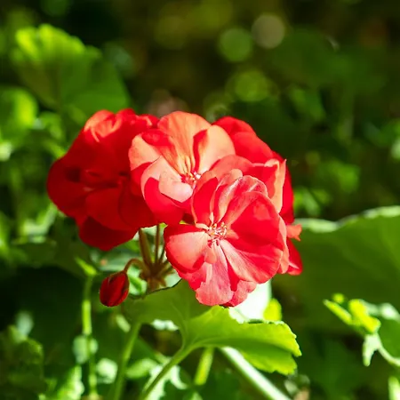 Garni Dei Fiori Hotel Ascona
